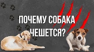 Почему собака чешется?