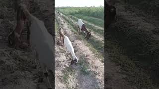 amazing videos goats #camel #youtubeshorts #animals #goat #shorts #short