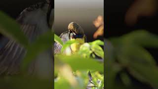 #wildlife #series  54 #closeup  on tiny #hummingbird