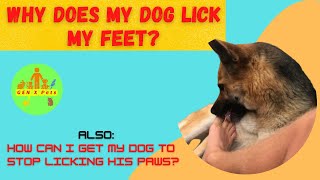 Why does my Dog lick my feet? | How can I get my dog to stop licking his paws?