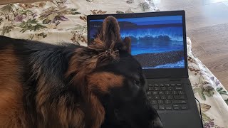 Large Long hair German Shepherd puppy dog trying to catch a fly