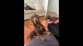 Dachshund Dog Dad Meets His Puppy - 1535798