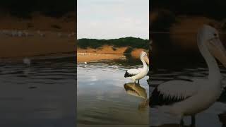 Narrabeen lagoon Natives.....