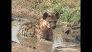 Hyena Cooling Digesting Bones Serengeti