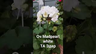 Пеларгония :    Oч Madpearl white,  ТА Эдер.