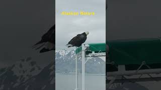 Aleutian Eagle #seaman #memories #eagles