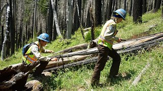 Surveying Sequoia National Forest for Regrowth