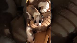 Looking at these little newborn puppies makes you feel relax| #shortsvideo #shorts#nature #wildlife