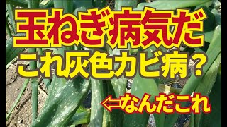 玉ねぎに病気が出た。ベト病ではないサビ病でもない小さいカスリの白点。どうやら灰色カビ病らしい。2/29