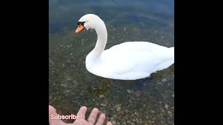 Most Beautiful Swans in the Velenje lake | Slovenia Lake