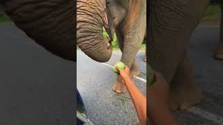 Why did the elephant stop eating? #shorts