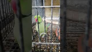 Miya mittu  talking parrot 🦜 amazing talking parrot 🦜