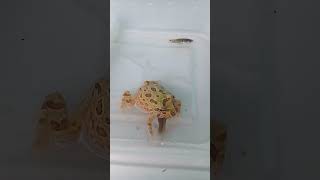 Feeding pacman frog ! #pacmanfrog #animals #katak #shorts #viral #ikanhias