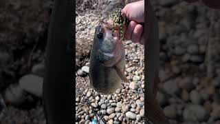 Winter bass fishing with a swim jig #Fishing,Colorado #Fishing,DowntownDenver #BassFishing