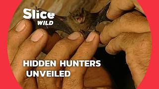 Secret Lives of Nature's Hunters | SLICE WILD