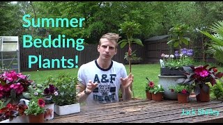 Summer Bedding Plants | Jack Shilley