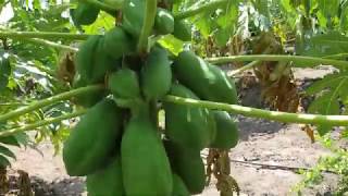 Papaya and Pomegranate cultivation