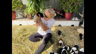 Guinea pig herd , double breakfast