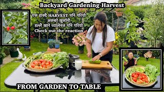 Akabare Khursani | Dalle khursani | FROM GARDEN TO TABLE | Backyard Gardening Harvest | NEPALIFAMILY