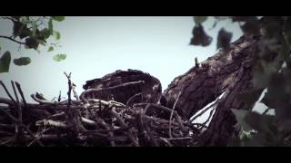 Minneapolitan Bald Eaglet