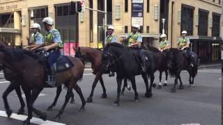 NSW Mounted Police - Sydney CBD