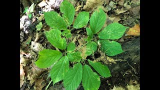 Ginseng Hunting in the fall of 2019