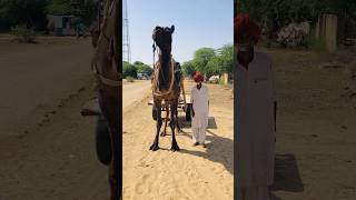 Camel on rajasthan #shorts  #shortvideo  #youtubeshorts