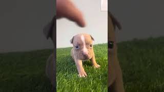 Female Pocket American bully available for sale 4 weeks old