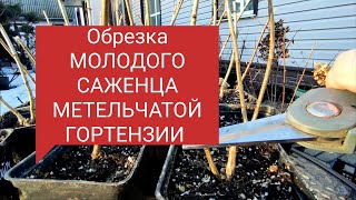 Обрезка молодого САЖЕНЦА МЕТЕЛЬЧАТОЙ ГОРТЕНЗИИ 🌿