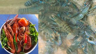 Hunting Lobster | Tom yum soup | catching lobster Australia for cooking