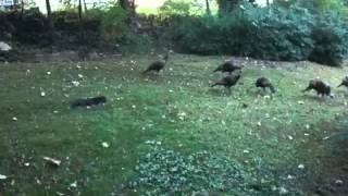 Cat and Turkeys