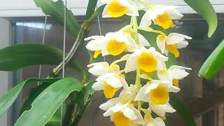 Цветение дэндробиума Dendrobium thyrsiflorum