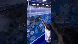 Fish feeding fun #dubaiaquarium #viral #ytshorts #shortsvideo