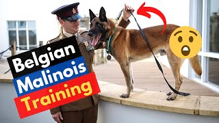 How To Train A Belgian Malinois Puppy? | Belgian Training Tips in 2023 |