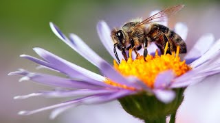 Sobanukirwa akamaro k'inzuki, Role of Bees in our life