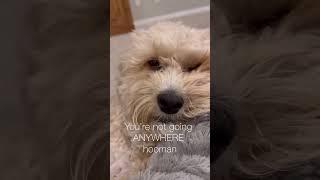 Tag a friend who can relate ✌️ #funnycavapoo #cutecavapoo #dogvideo