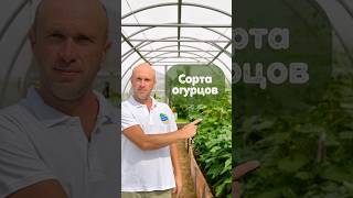 СОРТА ОГУРЦОВ