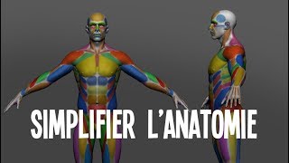 Simplification de l'anatomie (ZBrush)