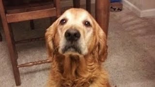 Dogs Doesn't Like Singing Compilation