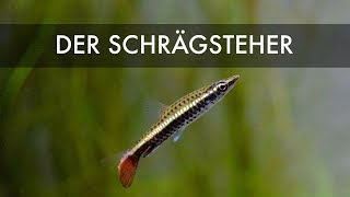 Der Schrägsteher | Nannostomus eques und unifasicatus | Pencilfish