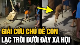 Người dân GIẢI CỨU chú bê con mắc két dưới ĐÁY XÃ HỘI khiến dân tình vui hơn cả 30 TẾT