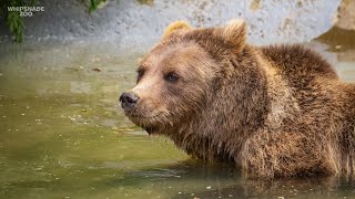 European brown bears go wild in the sunshine at Whipsnade Zoo