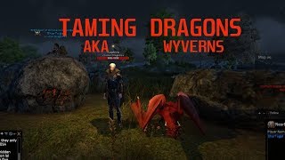 Shroud of the Avatar -  Taming Dragons AKA Wyverns