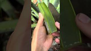 The great secret behind the aloe vera plant #shorts