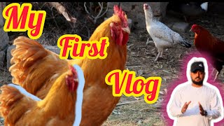 different Hens Golden buff/ polish/silky/Aseel/Desi and Ducks||Desi village||#Hens#dadyalazadkashmir