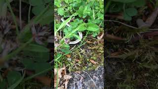 Slow worm | Baby Snake action #snake #shorts #lizard #worm