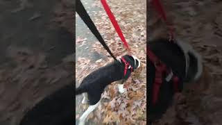 Service Dog Scout Day 14 Collar and Harness 2- Harness Type