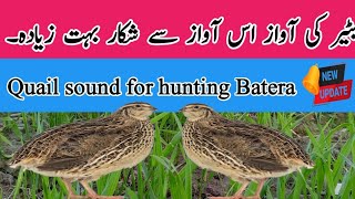 Batair ka shikar||batair ki awaz||@Bilalbirdsfarming