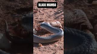 Top 5 most venomous snakes #animals #snake #snakevideo #venom #venomoussnake #shorts #youtubeshorts