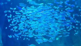 Schooling fish